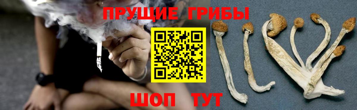 Галлюциногенные грибы Psilocybe Обнинск